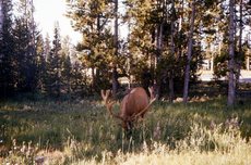 USA-Yellowstone_12.jpg